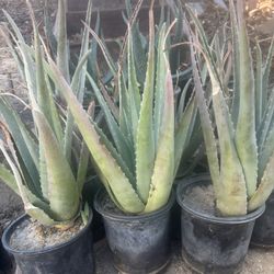 1 gallon aloes fully rooted and ready to plant cactus succulent 