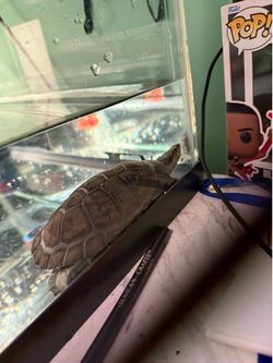 African sideneck turtle