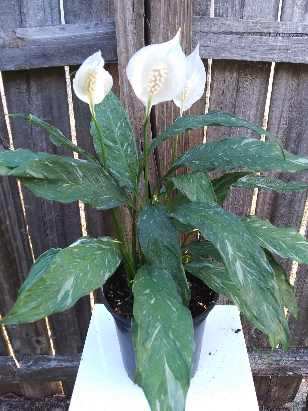 Variegated peace lily