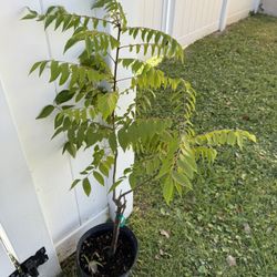 Curry Leaves Plant (3 Ft Tall)