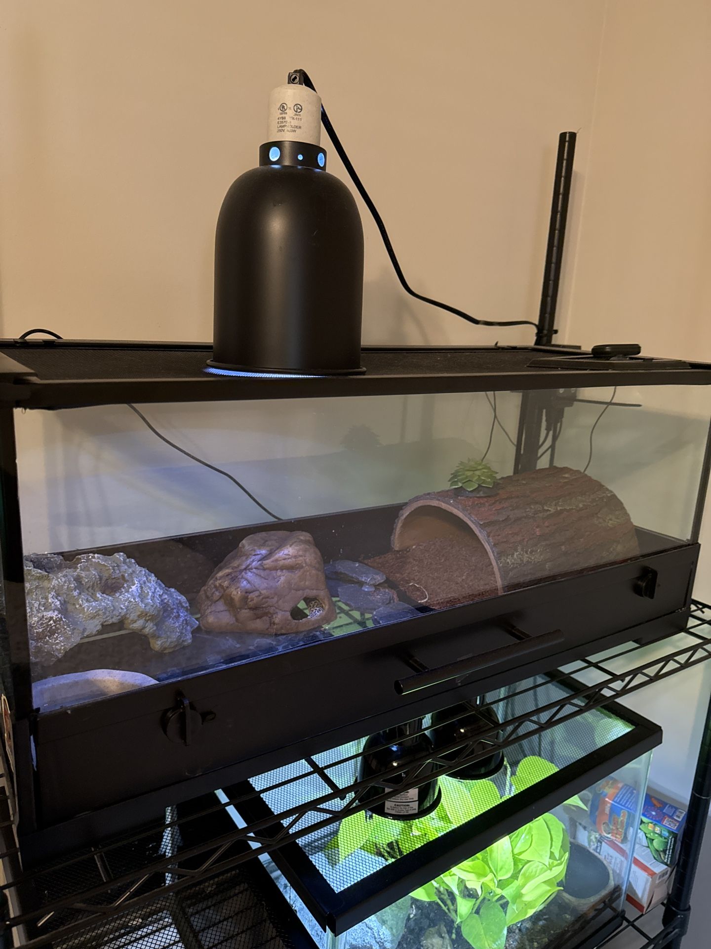 Leopard Gecko And Enclosure