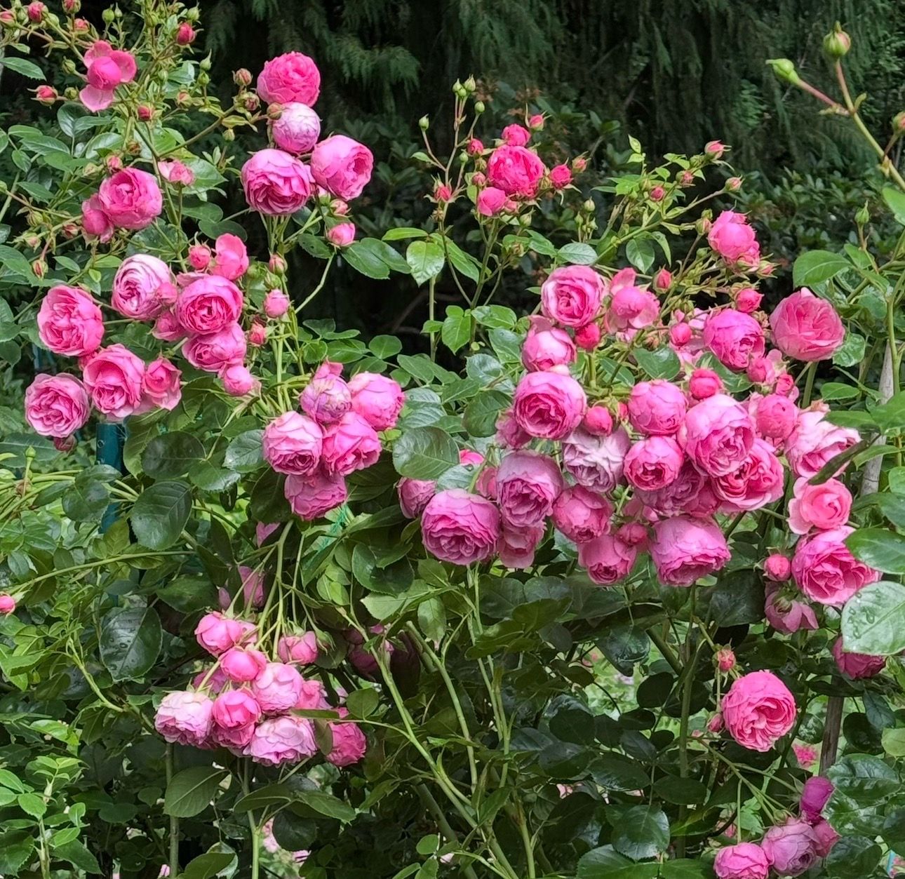 Plant Sale Friday 9-4 Saturday weather depending