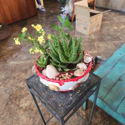 Alligator Aloevera Plants With Blooming Kalonchoe Succulent In Shell Ceramic Pot With Shells 