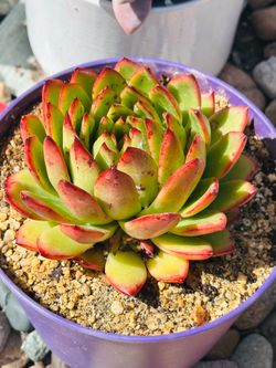 Beautiful succulents Korean