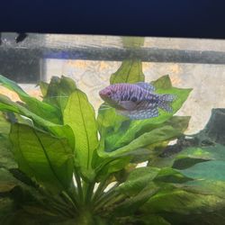 2 Year Old Gourami  Too Big For My Tank 