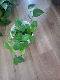 Pothos -- Yellow and Regular --Rooted in water with big yogurt pot -- $4.99