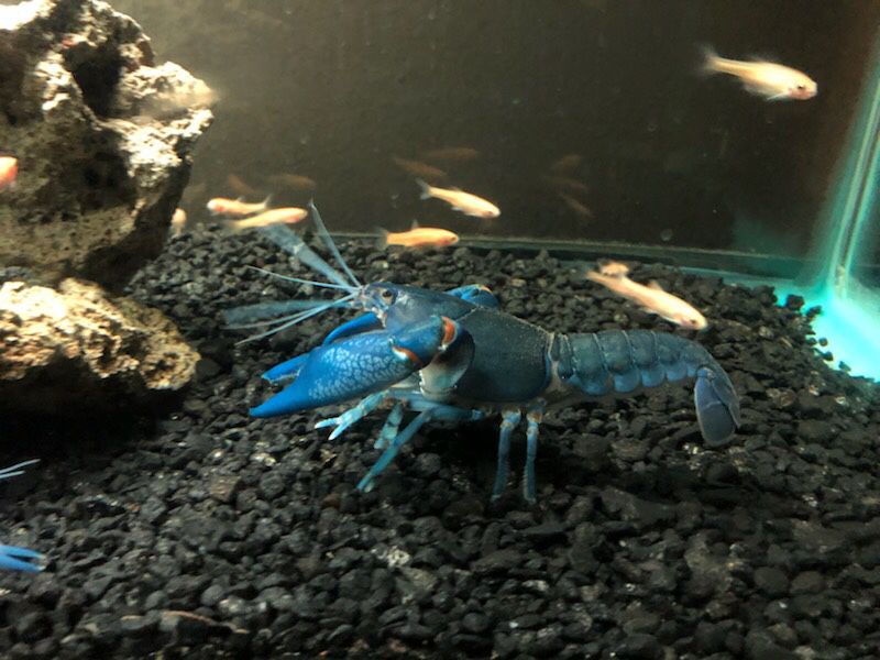 Blue lobster for sell 5$ each or buy 4 get 1 free