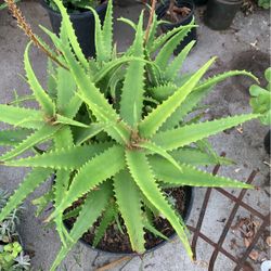 Beautiful Aloe Vera With Babies
