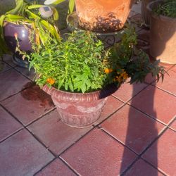 Multi Big Pot Diferent Plants Dragons, Claveles Amarillos , Clavellinas, Margot’s 