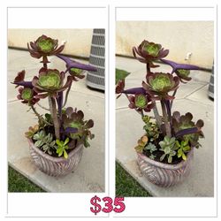Large Succulent planter