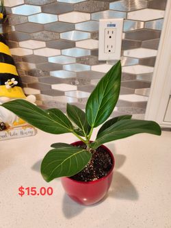 5 Inch Shiny Red Ceramic Pot House Plant