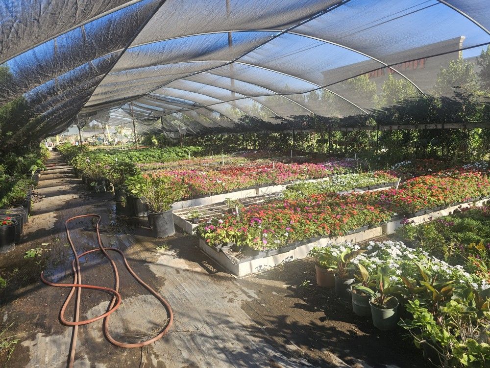 All Kinds Of Plants