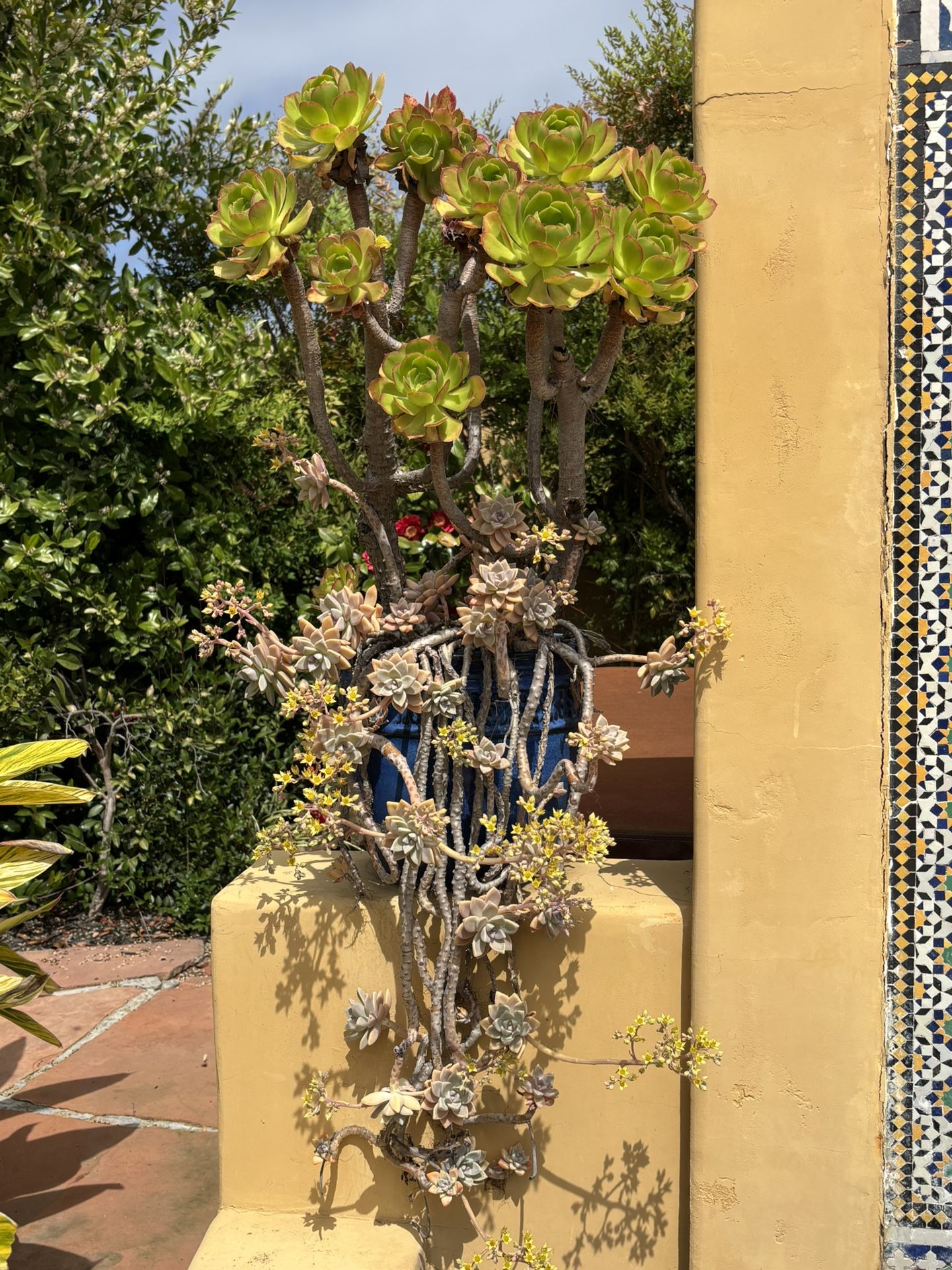 Gorgeous Blue Potted Succulent, Bunch A Gorgeous Addition To Any Garden Or Right Outside Of Your Door.
