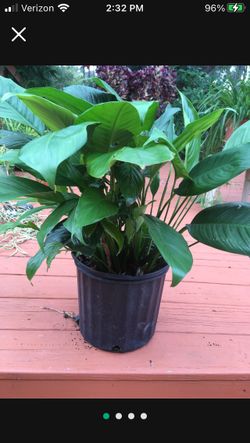 This pretty plant, peace Lilly jut $13 !