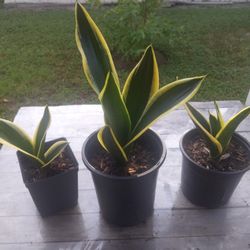 Sansevieria Black Gold, De 4 Y 6 Dólares 