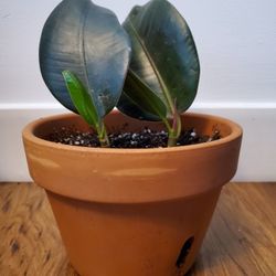 Baby Burgundy Rubber Plant