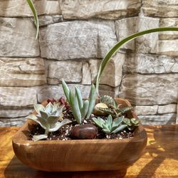 Assorted Succulents In Square 6"x6"x3"H Pot.