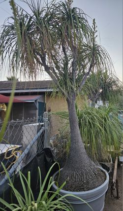 Beaucarnea recurvata 