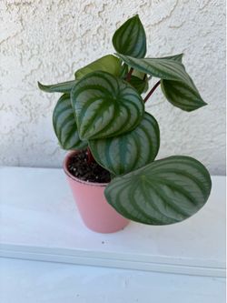 Peperomia Watermelon