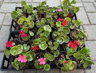 Geranium Starter Plants in 4" Pots