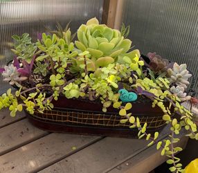 Large, beautiful succulent planter