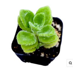 Vicks Succulent 