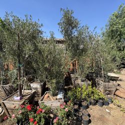 Olive Tree 24 Gal