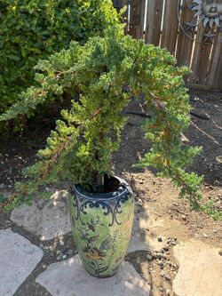 Bonsu Japanese gardening Juniper Miyagi style in handpainted long pot $165 Bonsu Japanese gardening Juniper Miyagi style in handpainted long pot 165