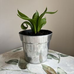 Houseplant In Aluminum Flower Pot 