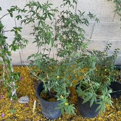 5 Gal Vitex Tree