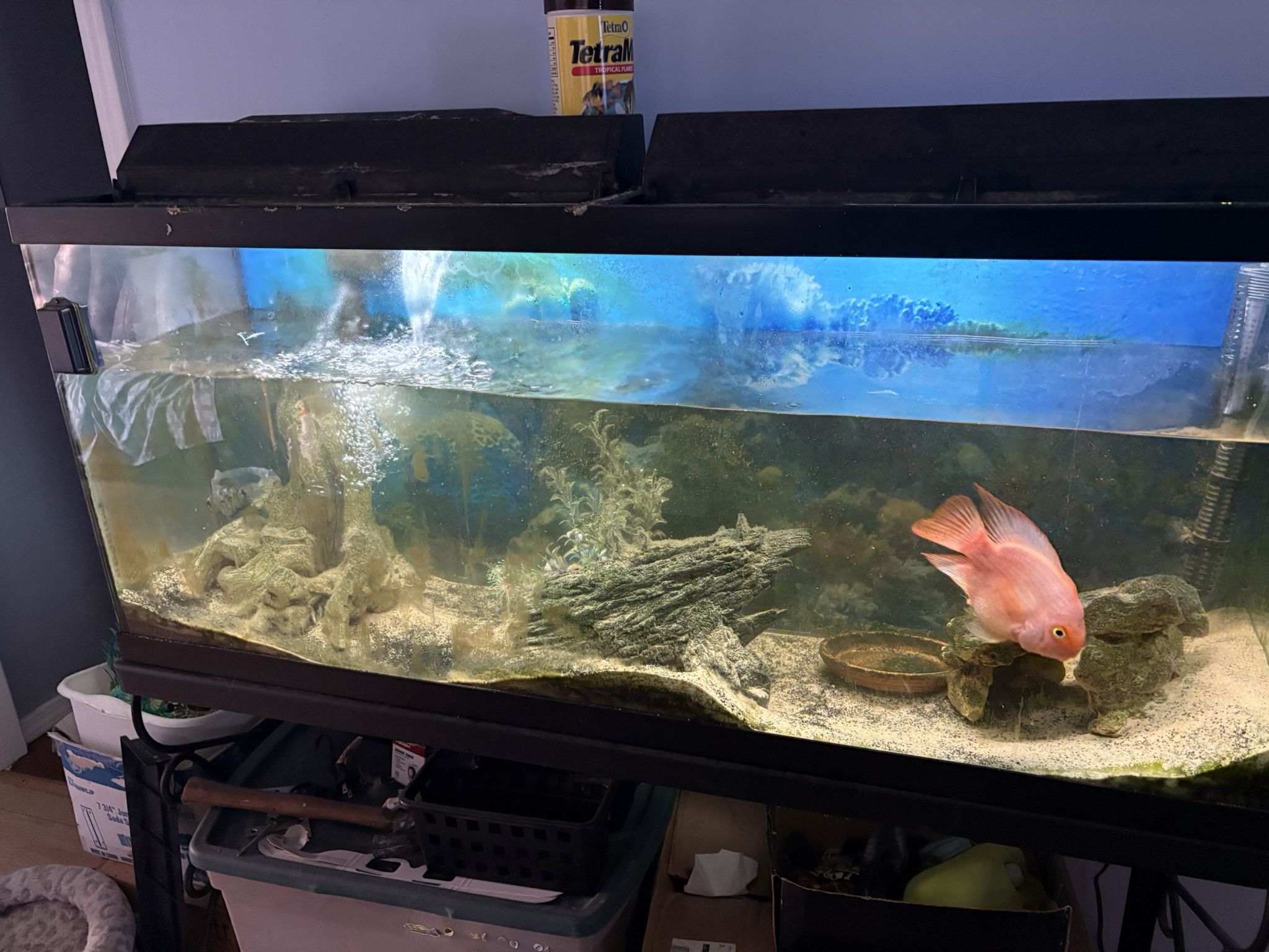 Fish Tank Make Offer