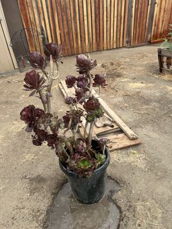 Succulent plant
