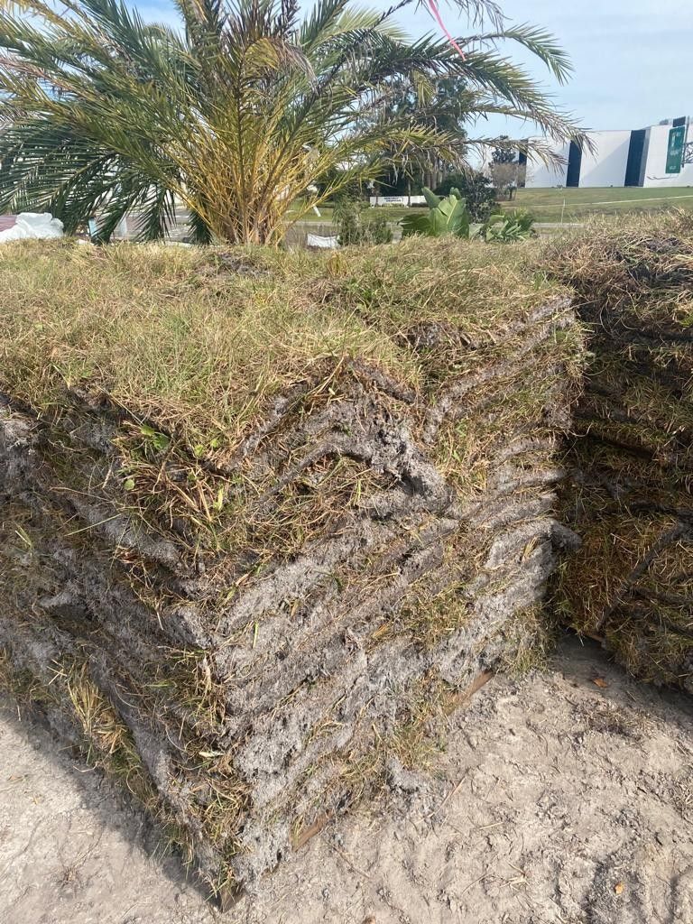 Bahia Grass