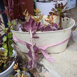 Tropical potted plants