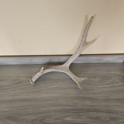 Deer Antler 