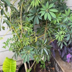Money Tree Cuttings