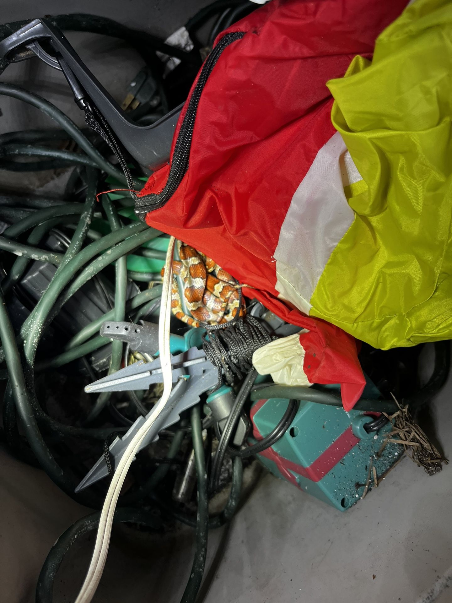 Snake Removal Service