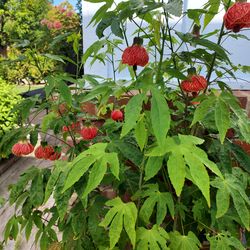 Well-Rooted Lantern Plant Cutting