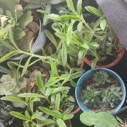 Succulents