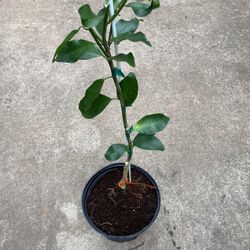 Tangerine  Tree Grafted 