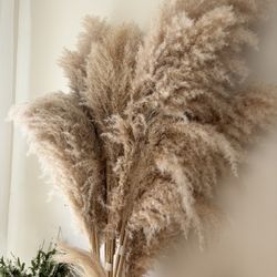 Pampas