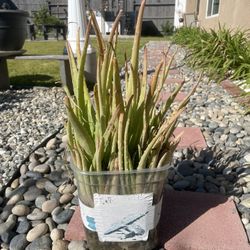 aloe vera plant