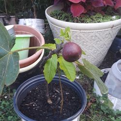 Fig Trees In  Pots