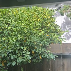 Meyer Lemons