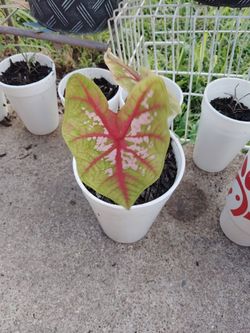plantas $5 cada una