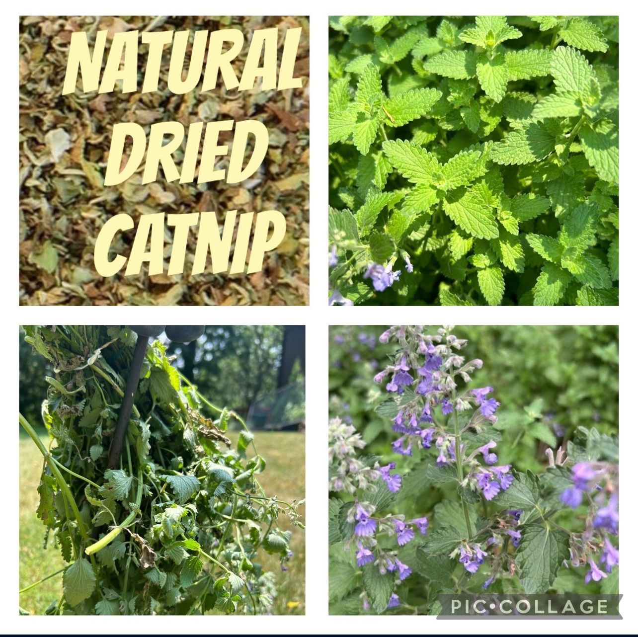 Dried Catnip/catmint
