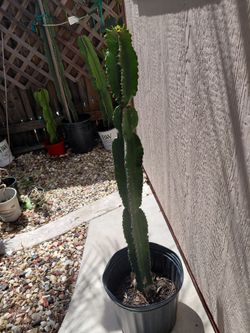 Cactus