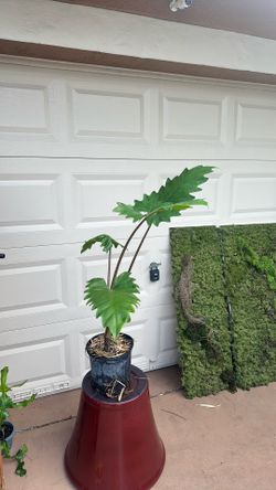 Alocasia Boa