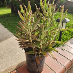 Kalanchoe Mother Of Thousand Suculent Plant Medesinal