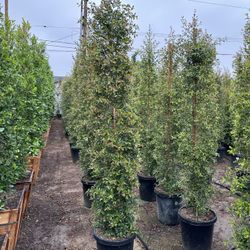 Eugenia Privacy Hedge